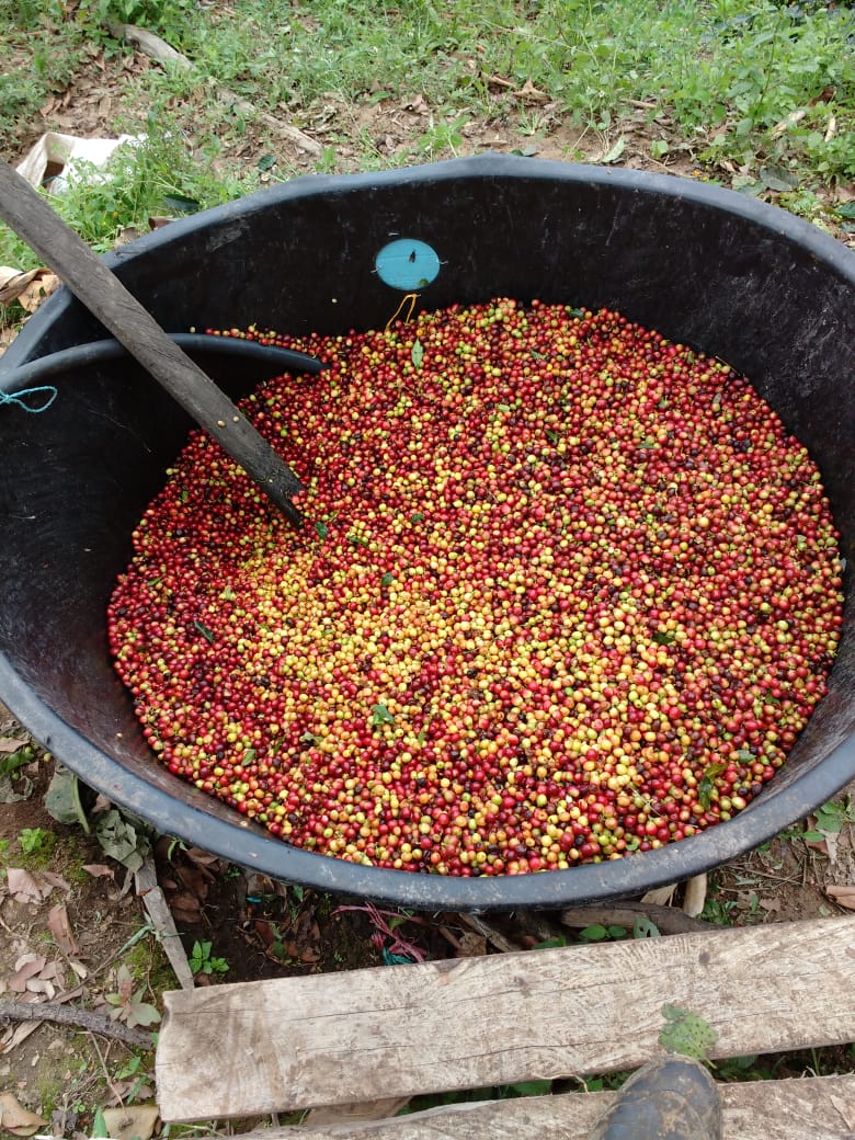 Cerezas de café recién cosechadas