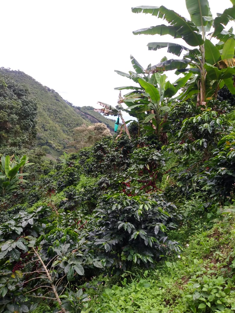 Paisaje cafetero en Huila
