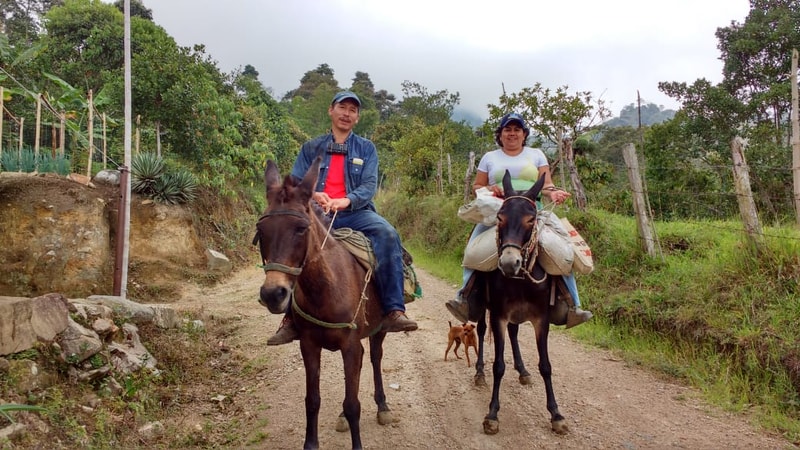 Transporte en mulas por la finca